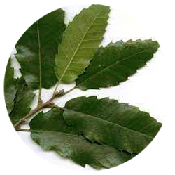 بلوط - درختان - گرمسیری